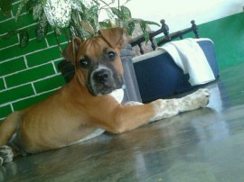 tyson
